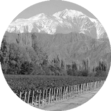 Paisaje tradicional del viñedo en el Oasis Norte de Mendoza, Argentina